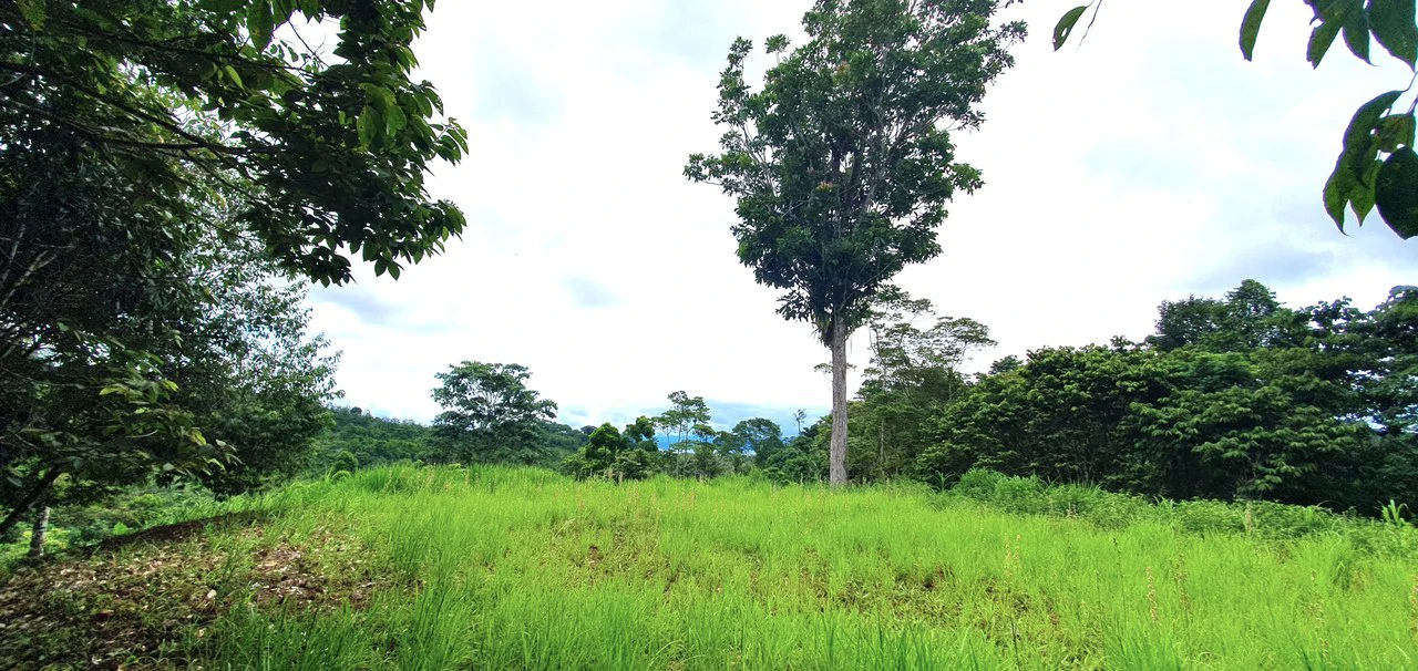 GULF VIEW PROPERTY IN PUERTO JIMENEZ, COSTA RICA - Gallery image 2