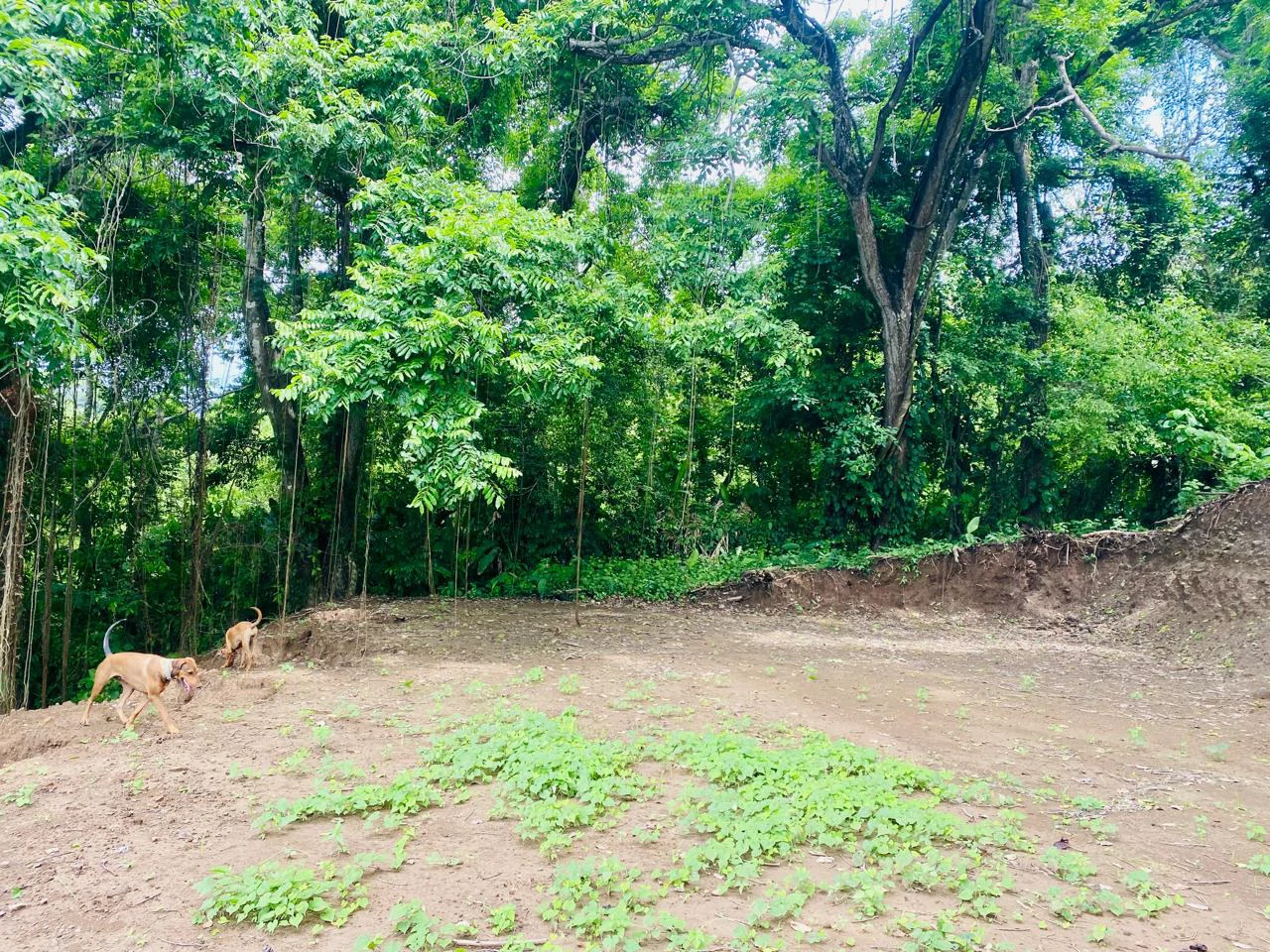 Enchanting 9,800 m² Land Surrounded by Jungle and Nature: A Peaceful Retreat Near Santa Teresa, Mal País, and Cabuya - Gallery image 6