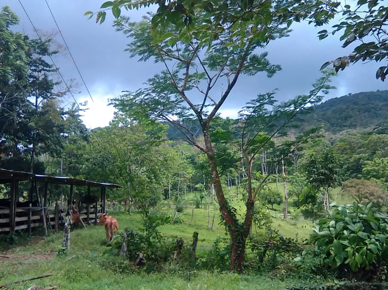 Cattle farm for sale in Aguas Claras with 1 corral and enchanting views - Gallery image 14