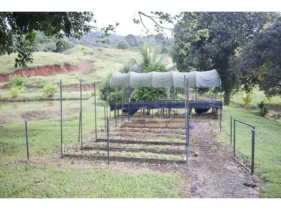Serene Jungle Farm in Limon Province - Gallery image 70