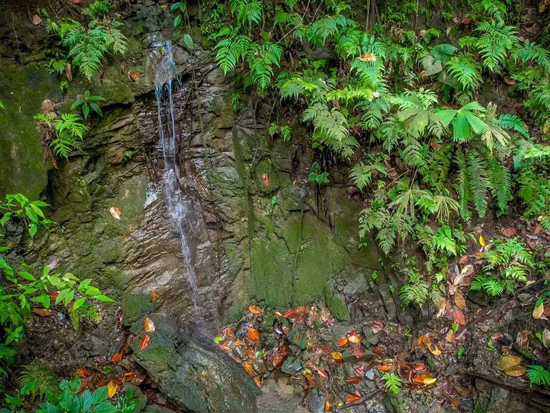 Golfo Dulce Waterfall Jungle Farm | A Nature Lover's Dream Come True - Gallery image 7