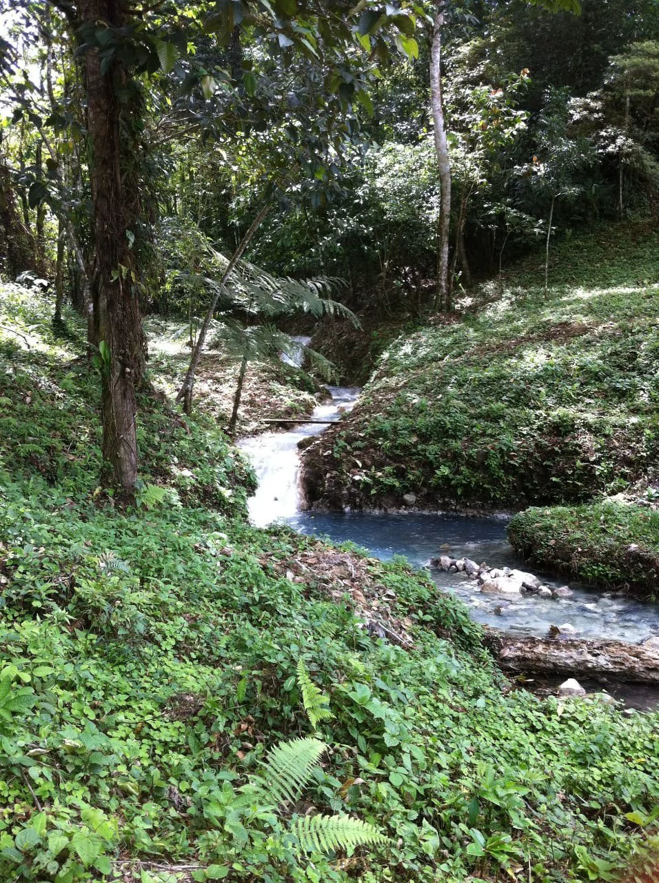 Cold & Hot springs surrounded by an overgrown farm, taken back by nature - Gallery image 74