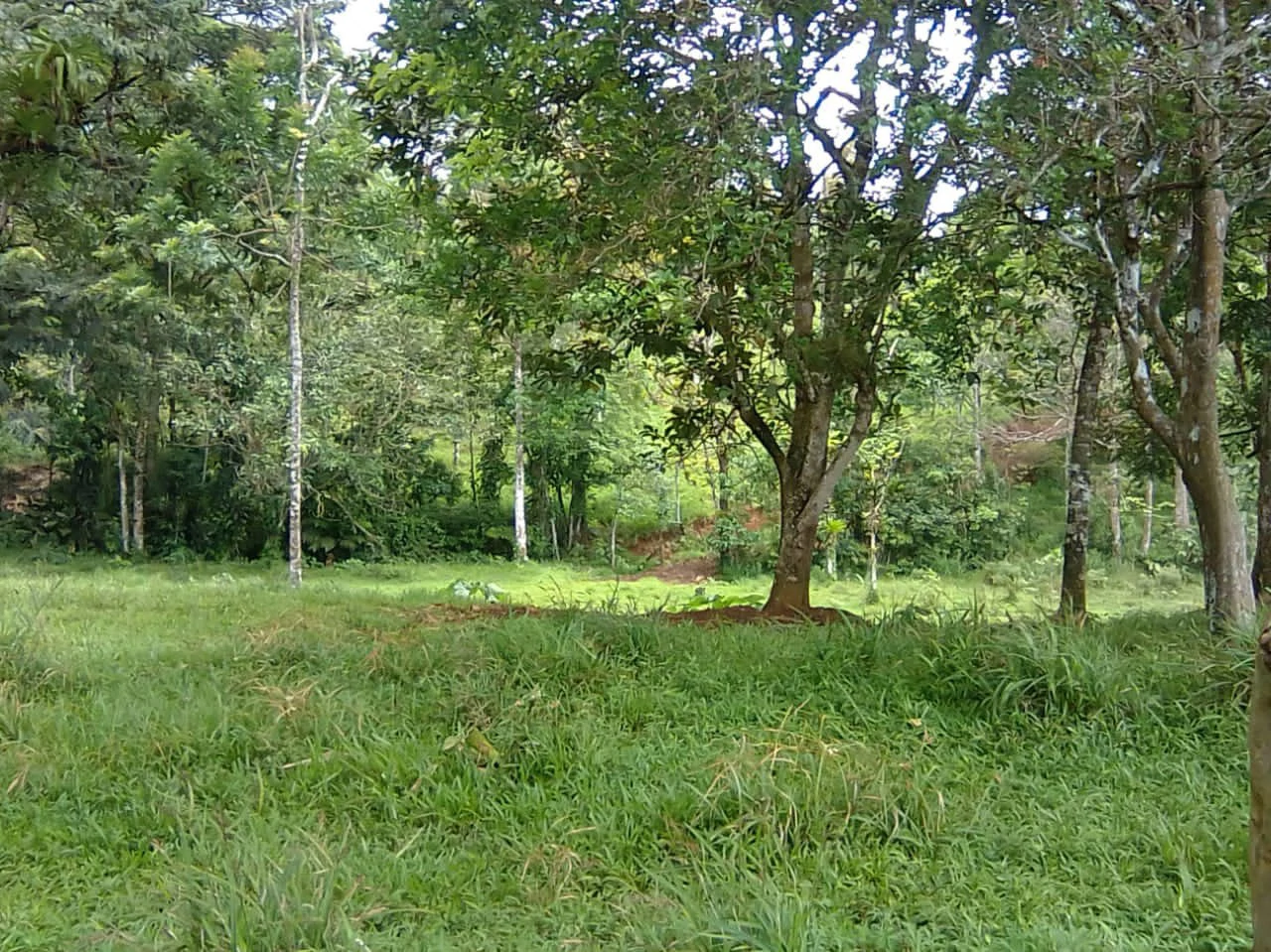 Cattle farm for sale in Aguas Claras with 1 corral and enchanting views - Gallery image 5