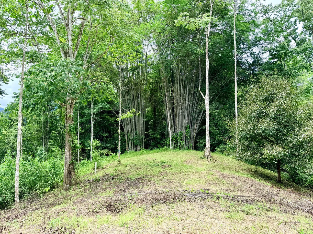 Uvita Development Farm - 40.47 Acres Estate - photo 10