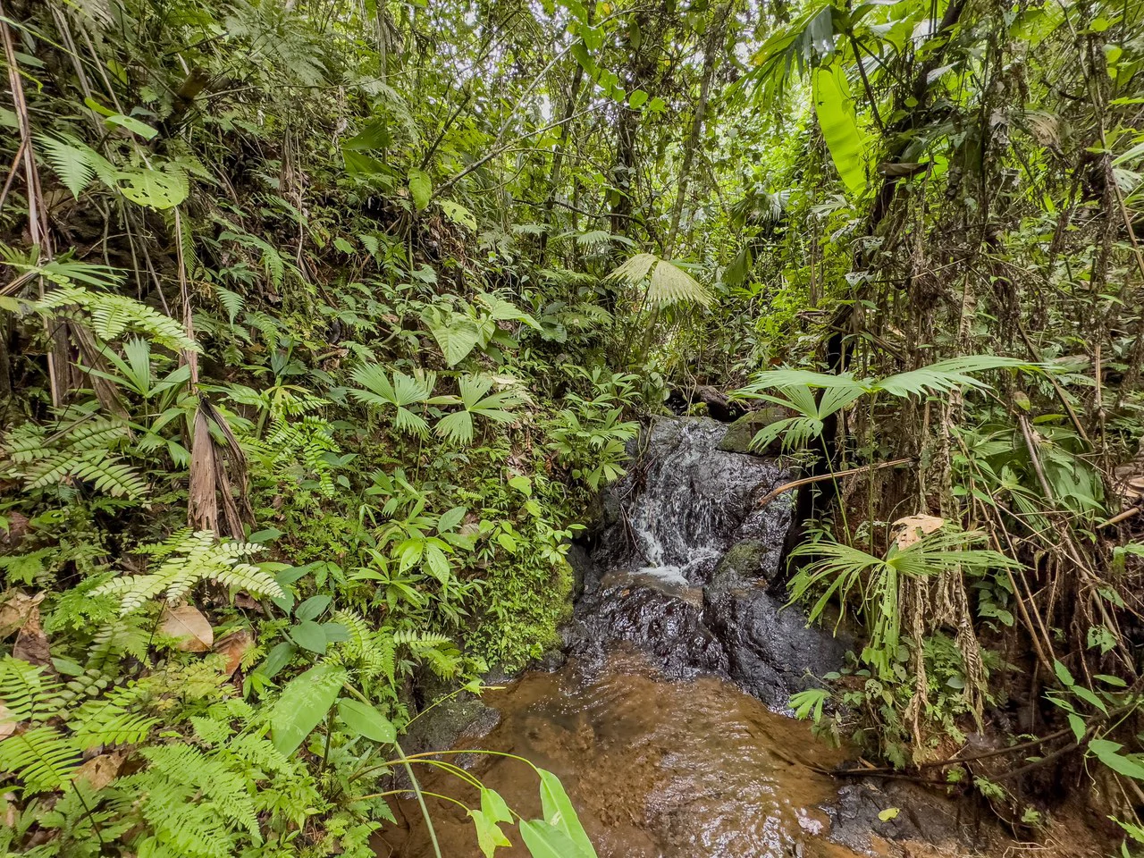 Costa Rican Gem with Conservation Potential: Preserve 26 Acres of Pristine Land - Gallery image 2