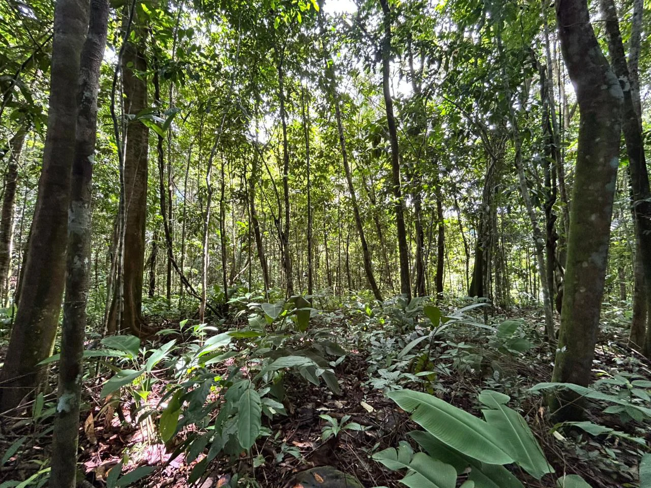 Finca Las Cataratas in Ballena: Mountain Home Construction Site For Sale in Bahía Ballena - Gallery image 22
