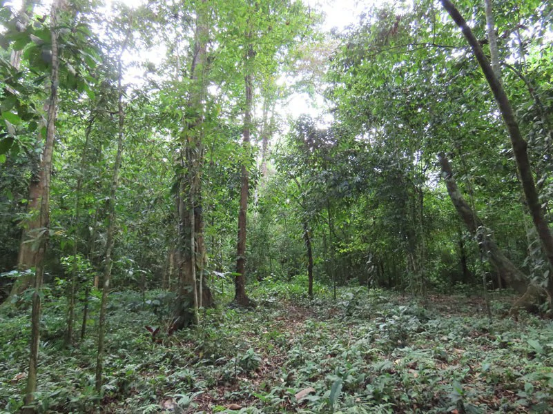 0.25 Acres Lots For Sale in La Amapola, Puerto Jimenez on Highway-245 - Gallery image 15