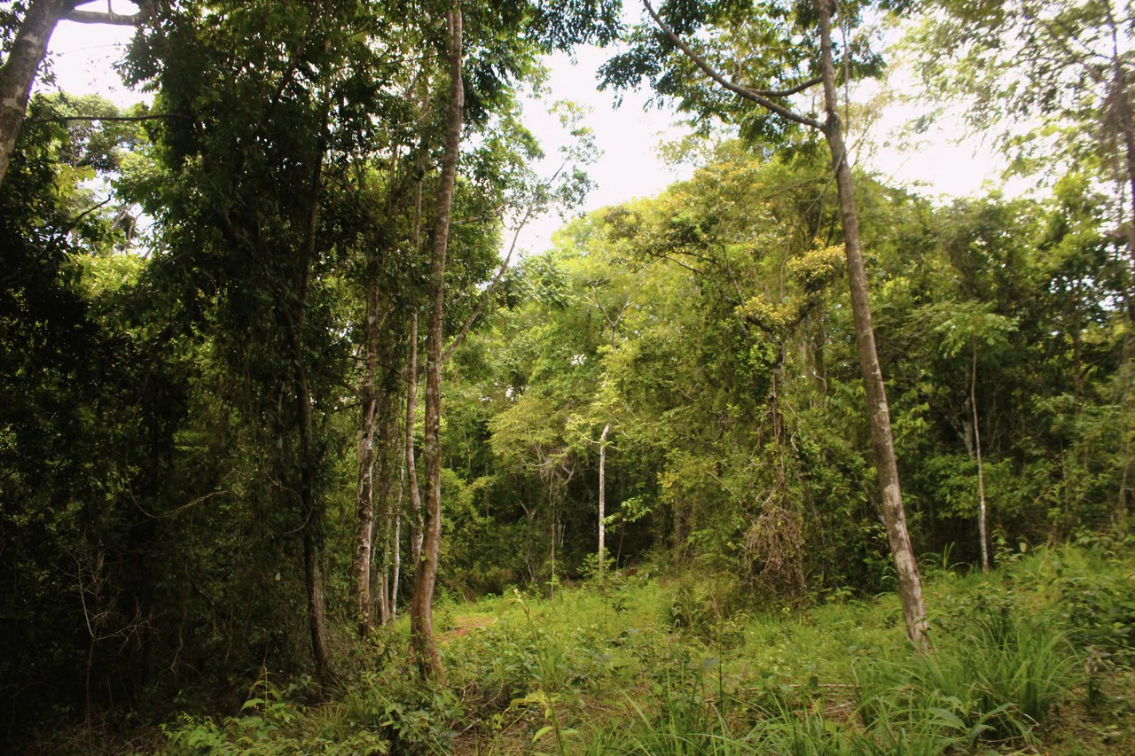 Wildlife Reserve Farm close to Ojochal - photo 9