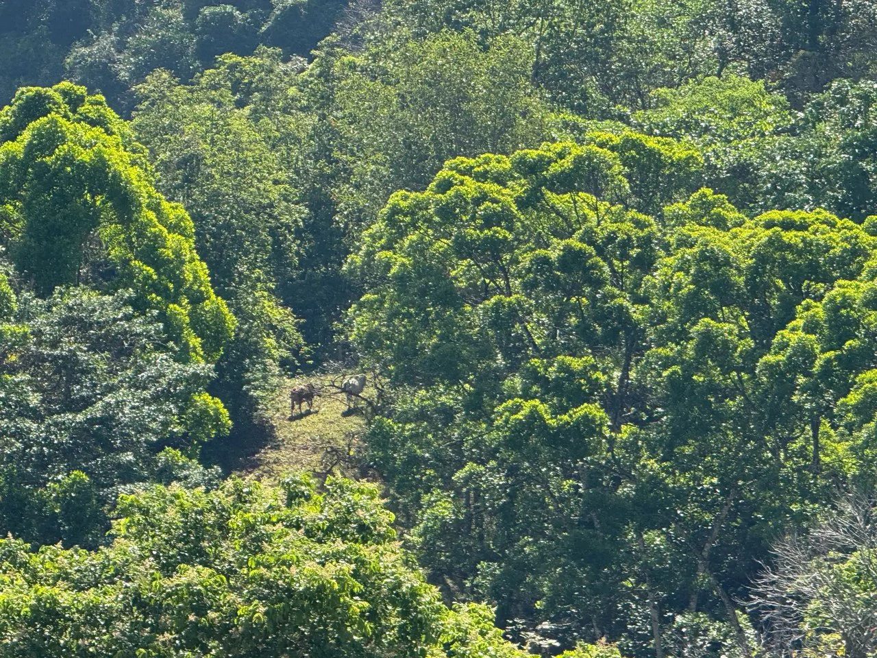 11.4 Hectare Mountain Estate: Lush Forest, River & Farm Potential in Arenal Puriscal , San Jose - Gallery image 11