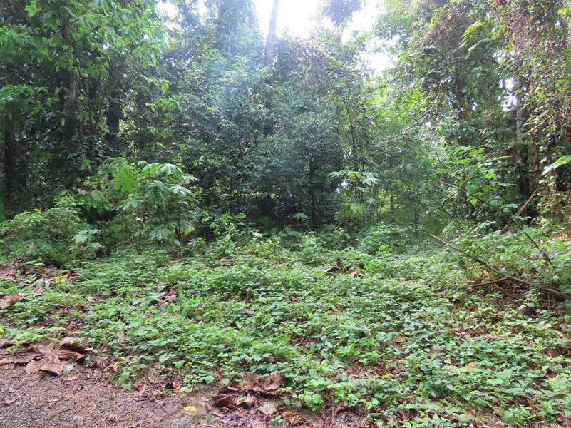 34-Acres of Forest For Sale in Riyito de Puerto Jimenez - Gallery image 7