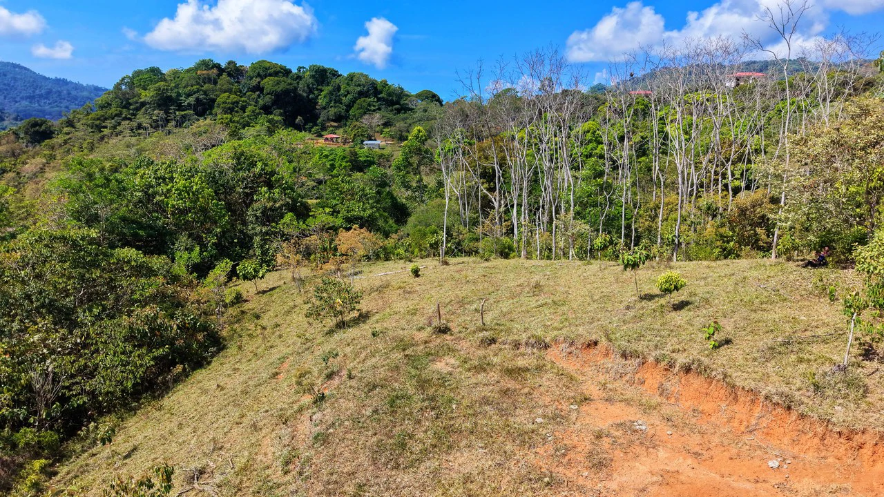 2.8 HA FARM FOR SALE IN SAN LUIS DE MORETE | MOUNTAIN VIEWS AND NEAR THE OCEAN - Gallery image 14