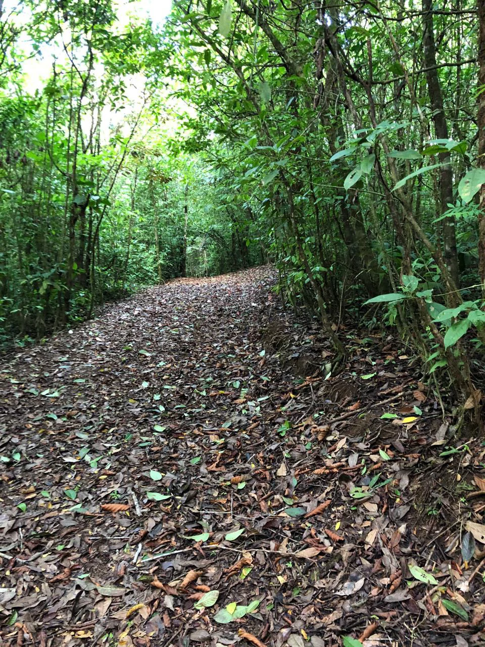 Spectacular 72.44 acres: Magical rain forest paradise with river, waterfall, hiking trails, diverse wood and fruit trees. Perfect location for retreat development, hotel or home. - Gallery image 8