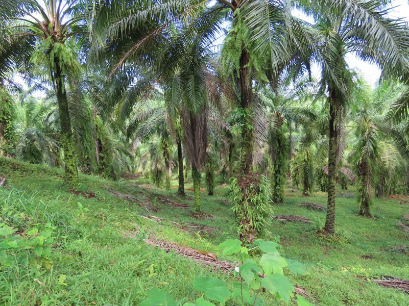 Palm Farm with Ocean View, Ideal for Ecotourism or Residential Development - Gallery image 5