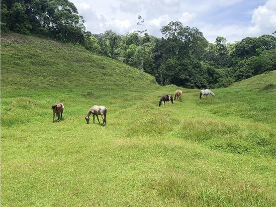 Serene Jungle Farm in Limon Province - Gallery image 63