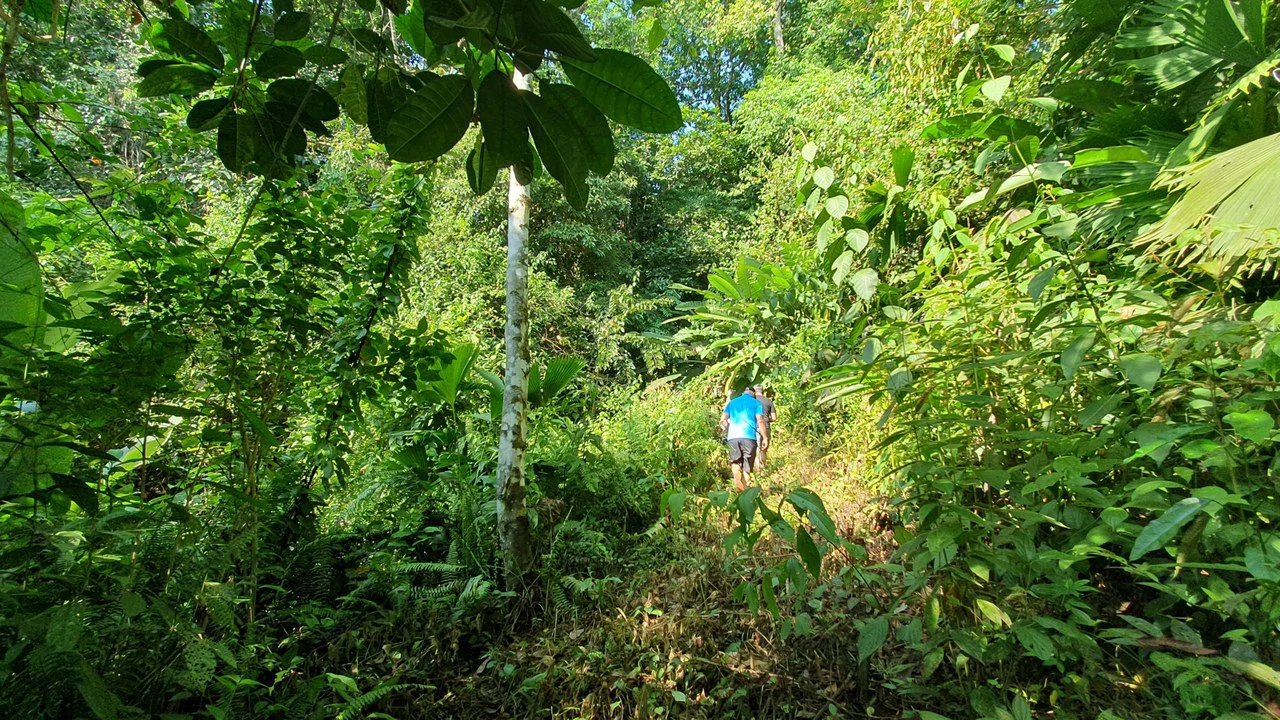 CONSERVATION AND DEVELOPMENT LAND WITH OCEAN VIEW IN SIERPE, COSTA RICA - Gallery image 14