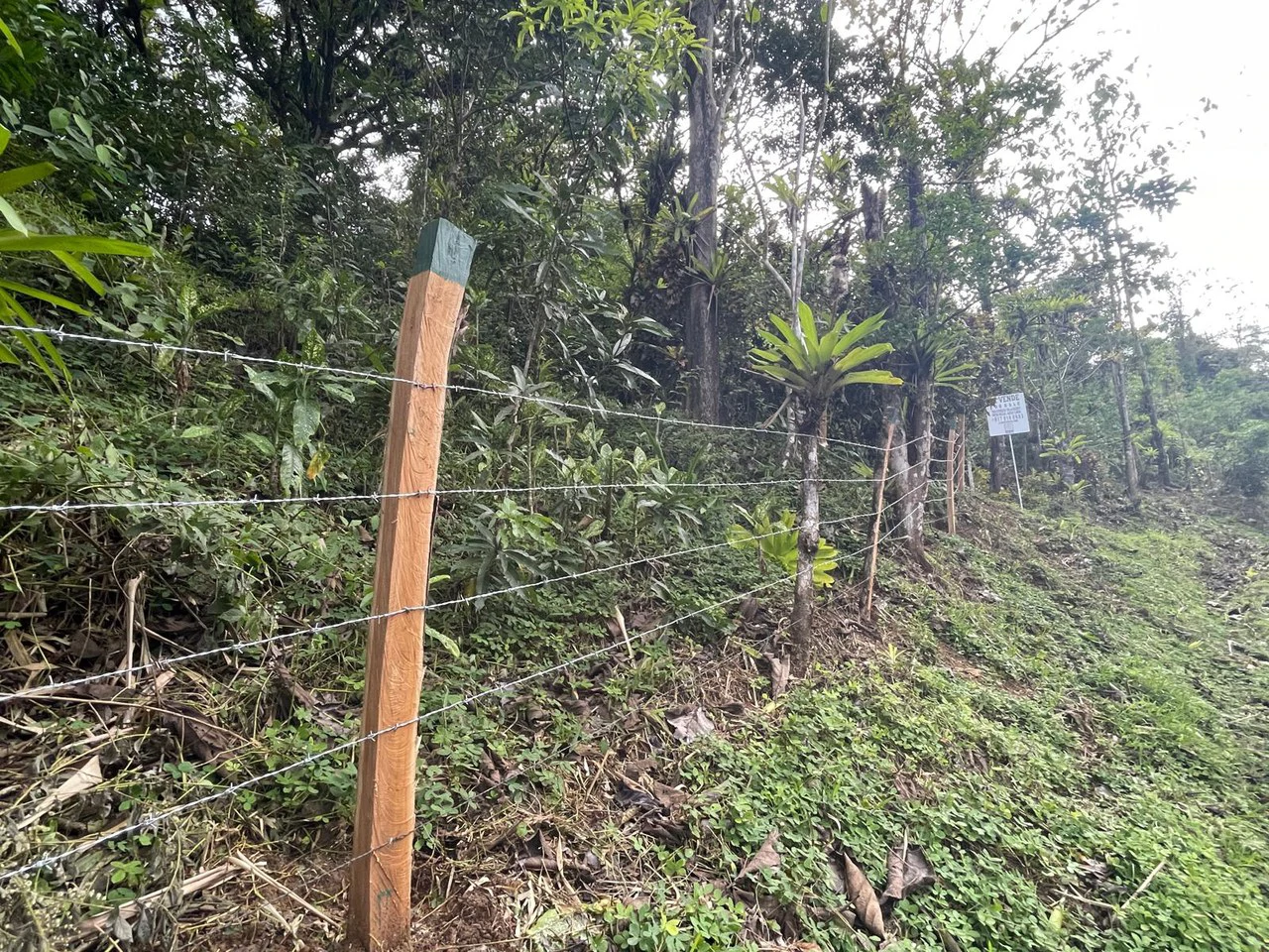 ID 4167: Investment Opportunity: 8-Acre Reforested Mountain Finca in Puriscal - Gallery image 43