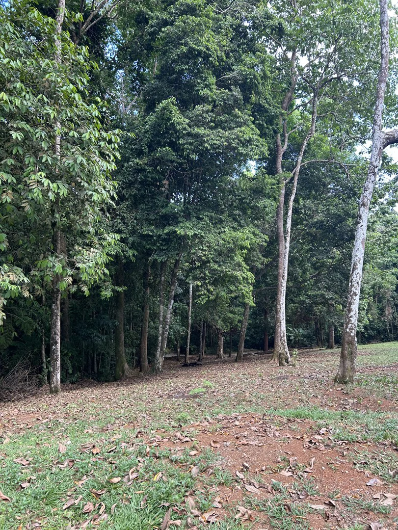 Cabo Matapalo: Jungle View Lot Priced To Sell! - Gallery image 27