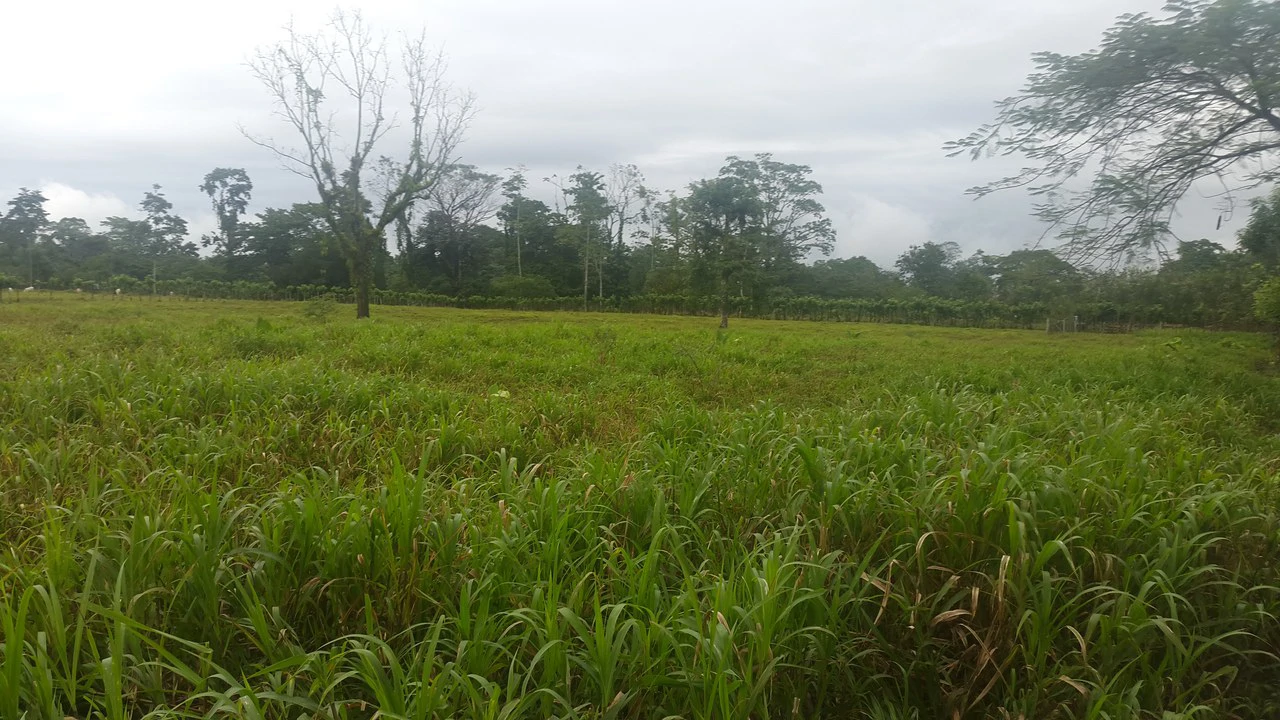 Countryside Development Parcel For Sale in Cariari - Gallery image 5