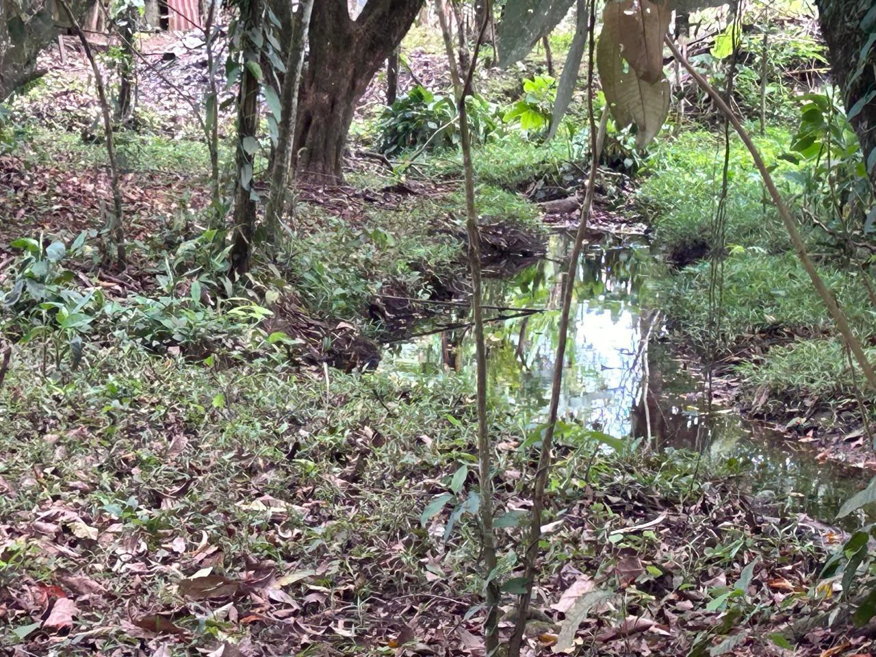 Land for Sale 4803 m2: Over 1 acre beautiful flat land Ready to build with electricity, small creek from spring. - Gallery image 10