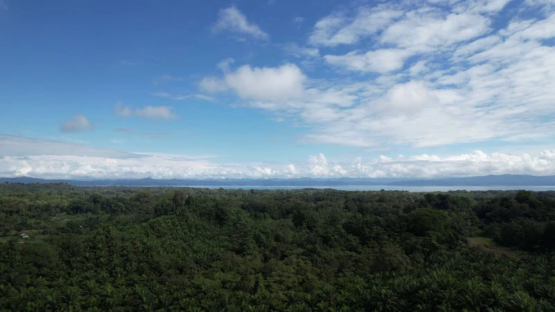 Palm Farm with Ocean View, Ideal for Ecotourism or Residential Development - Gallery image 30