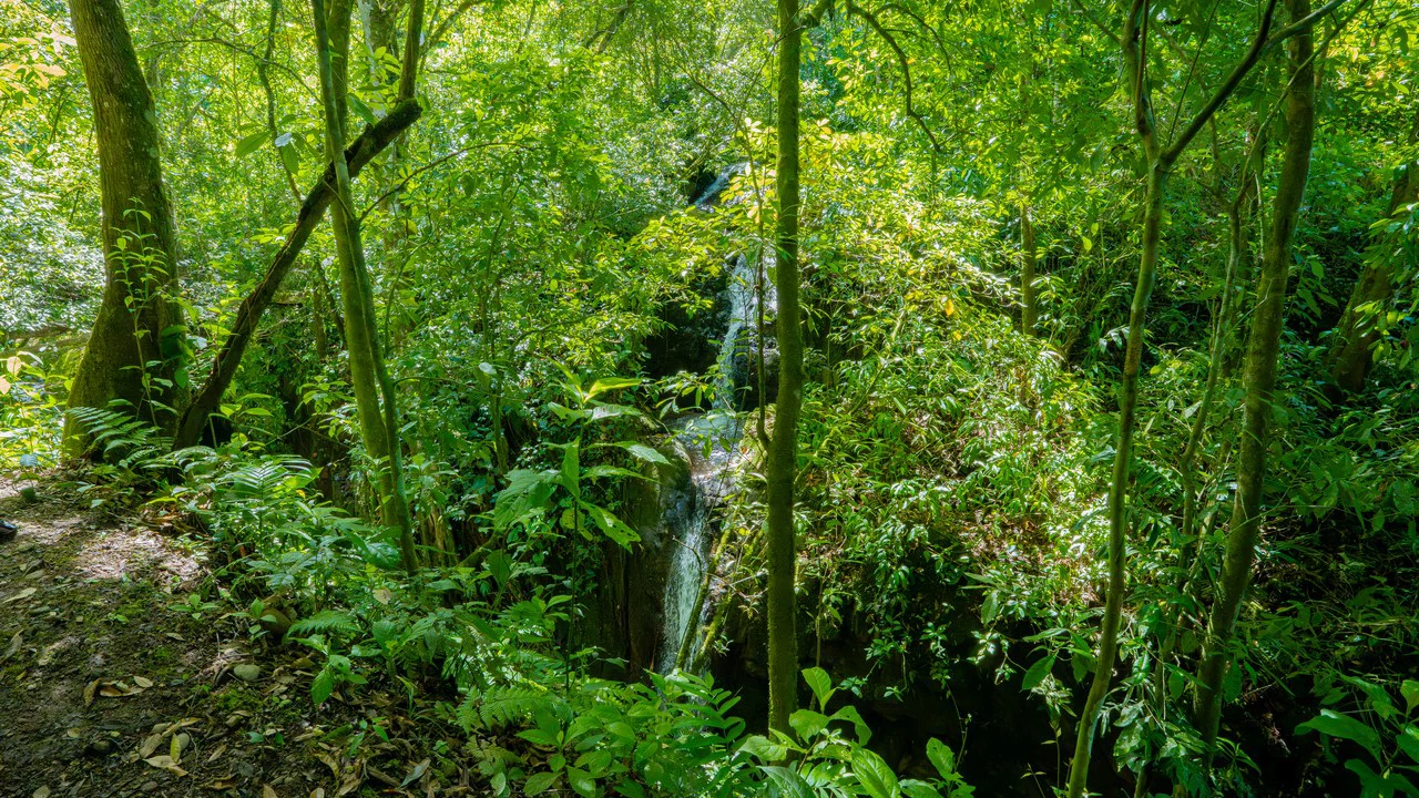 Riverfront Mushroom Farm & Private Waterfall Residence in Orosi - Gallery image 71
