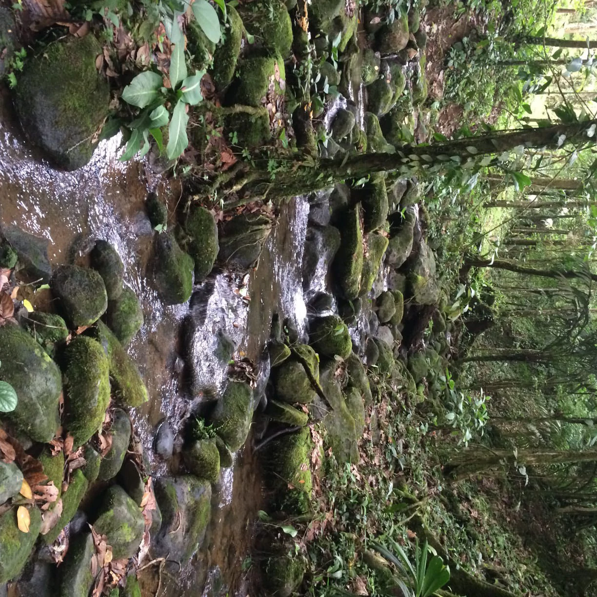 JUNGLE PARADISE: Nature Lovers Dream: 204 acres of Wilderness and a Building Pad - Gallery image 11