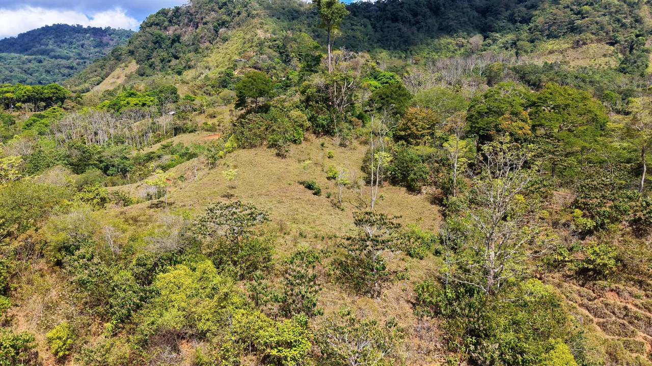 2.8 HA FARM FOR SALE IN SAN LUIS DE MORETE | MOUNTAIN VIEWS AND NEAR THE OCEAN - Gallery image 13