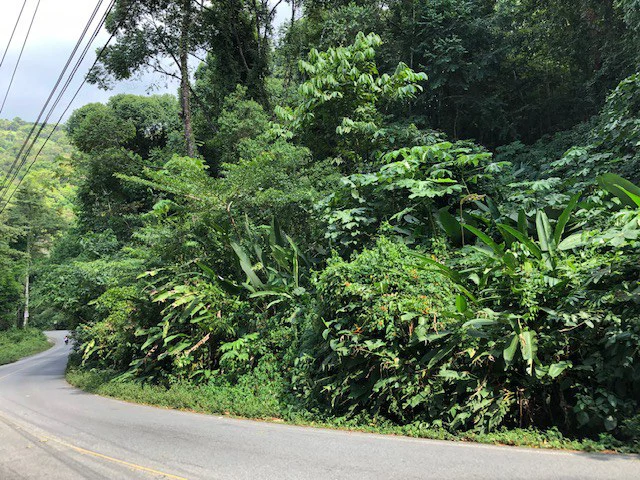 6.5 ACRES – Space To Grow, Build & Thrive, Close To The Beach & Commercial Potential Road Frontage!!!!!: Mountain and Countryside Development Parcel For Sale in Platanillo de Dominical - Gallery image 2