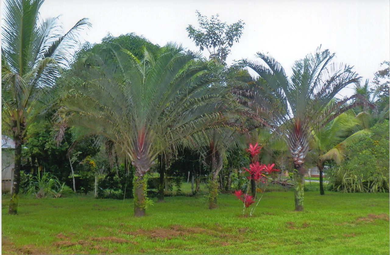 Propiedad muy grande: Countryside House For Sale in Caño Negro - Gallery image 2