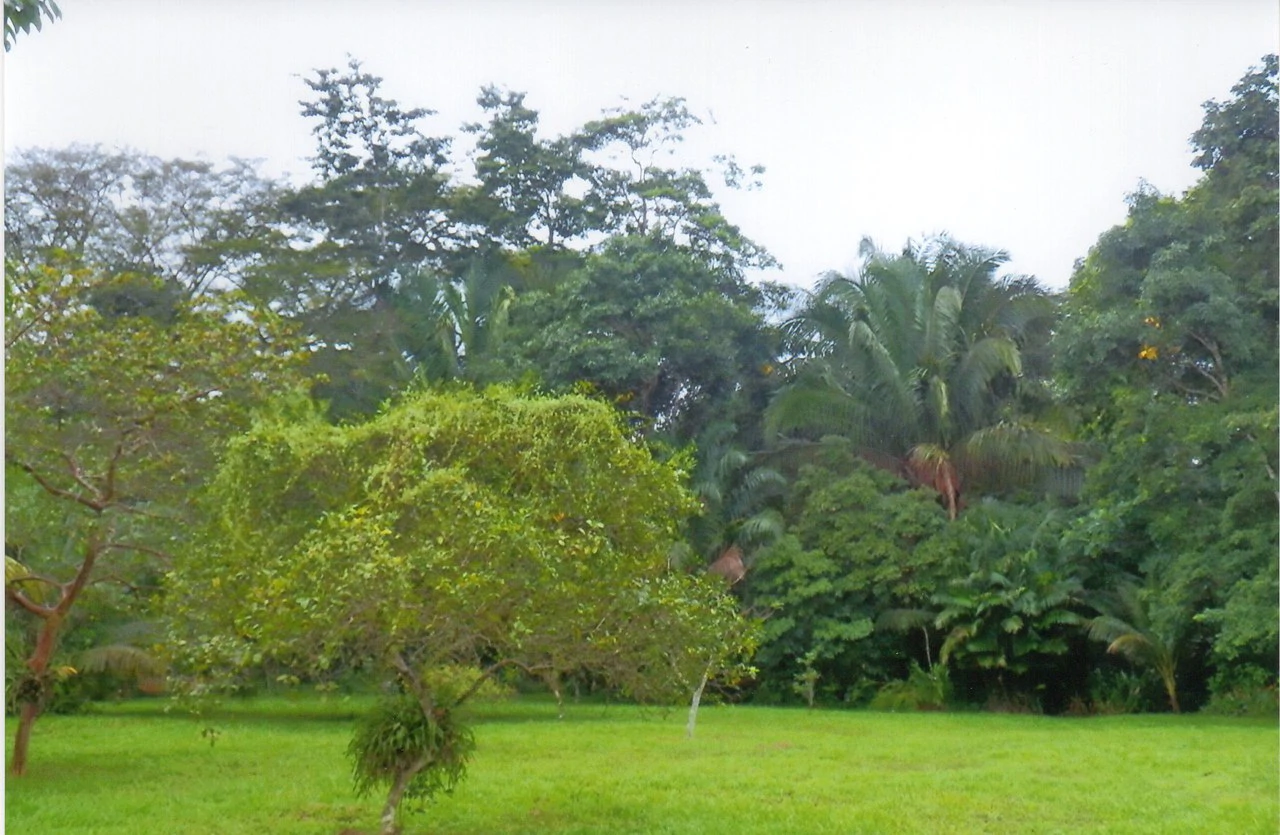 Propiedad muy grande: Countryside House For Sale in Caño Negro - Gallery image 15