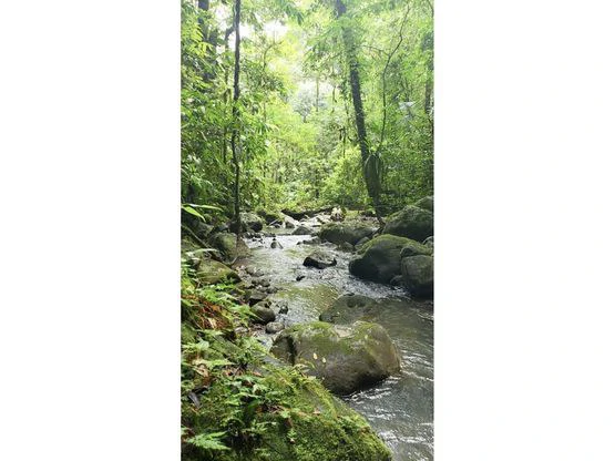 Serene Jungle Farm in Limon Province - Gallery image 46