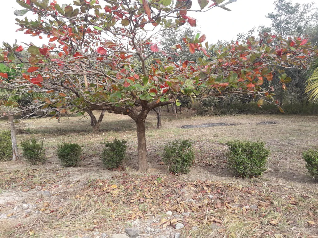 Colorado River Paradise Farm for Sale - Just 10 Minutes from Liberia - Gallery image 10