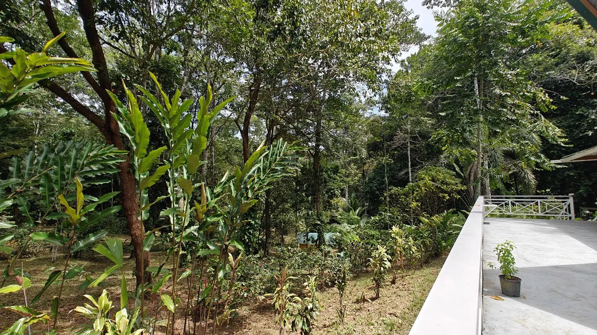 ID 1055: Elevated Jungle Residence on Expansive Riverfront Jungle Land - Gallery image 15