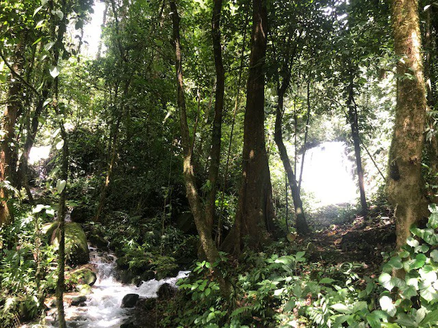 Cold & Hot springs surrounded by an overgrown farm, taken back by nature - Gallery image 59