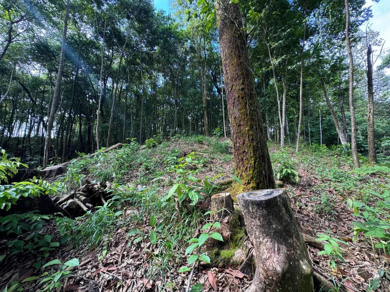 0.5 ACRES – Ocean View Property 1 Min Off Paved Highway In Escaleras Minutes To Dominical And Uvita!!!: Near the Coast and Mountain Home Construction Site For Sale in Dominical - Gallery image 8