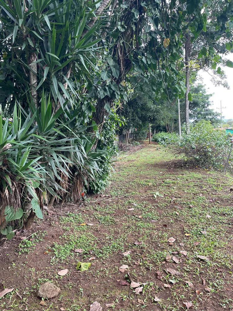 PROPIEDAD PARA INVERSION SABANA LARGA ATENAS: INVESTMENT PROPERTY - Gallery image 4