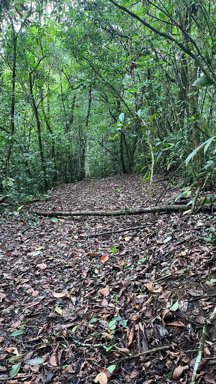 Spectacular 72.44 acres: Magical rain forest paradise with river, waterfall, hiking trails, diverse wood and fruit trees. Perfect location for retreat development, hotel or home.