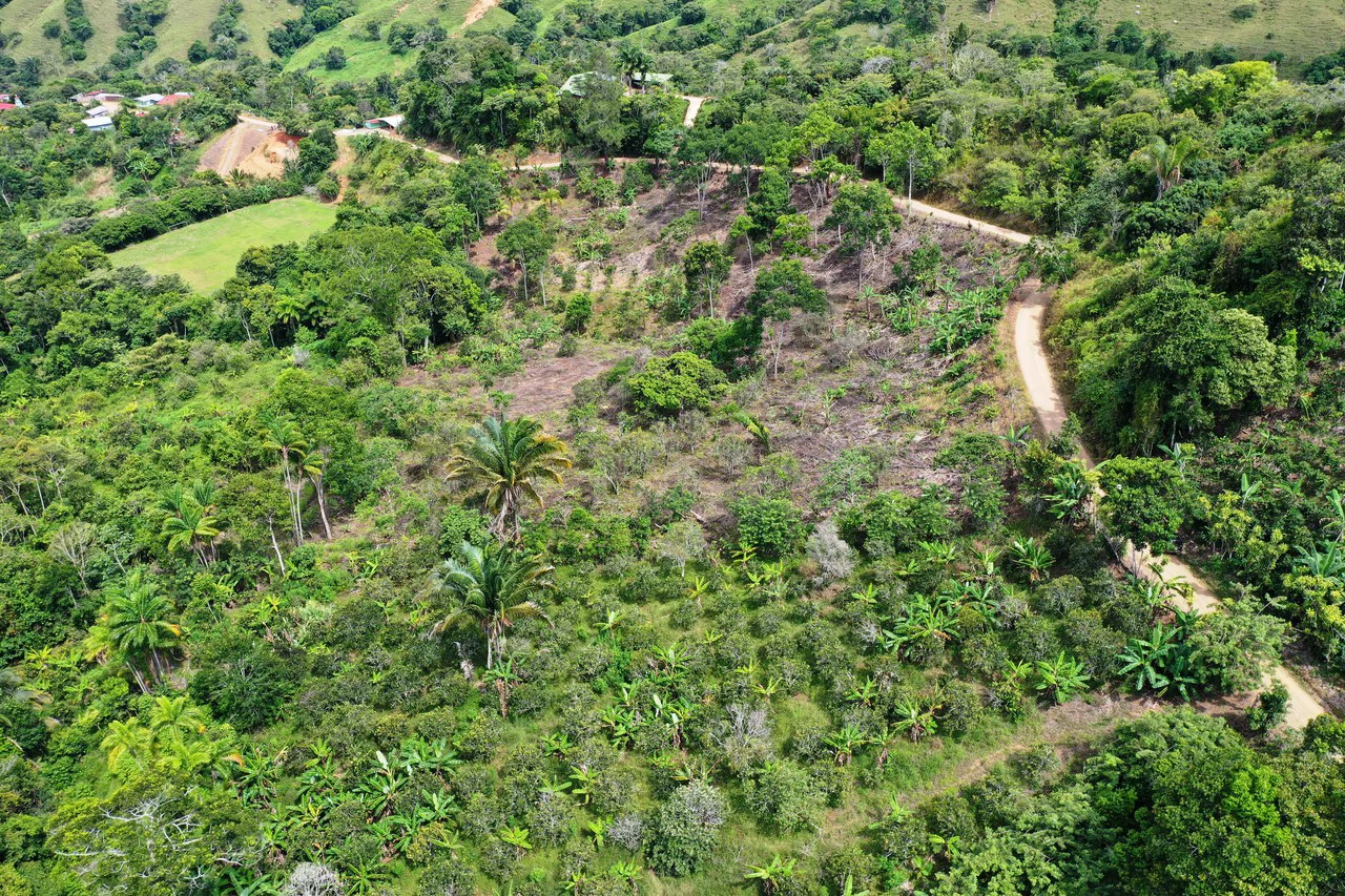 4.6 Acre Tropical Fruit Farm with Elevated Homesite & Valley Views San Isidro - photo 11