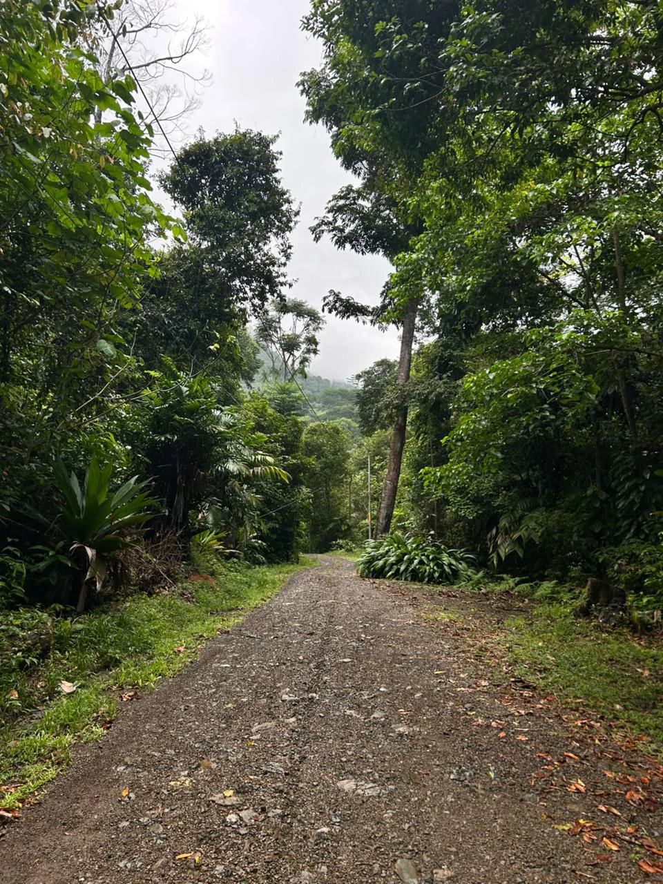 Finca Las Cataratas in Ballena: Mountain Home Construction Site For Sale in Bahía Ballena - Gallery image 18