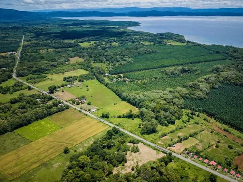 0.25 Acres Lots For Sale in La Amapola, Puerto Jimenez on Highway-245 - Gallery image 2