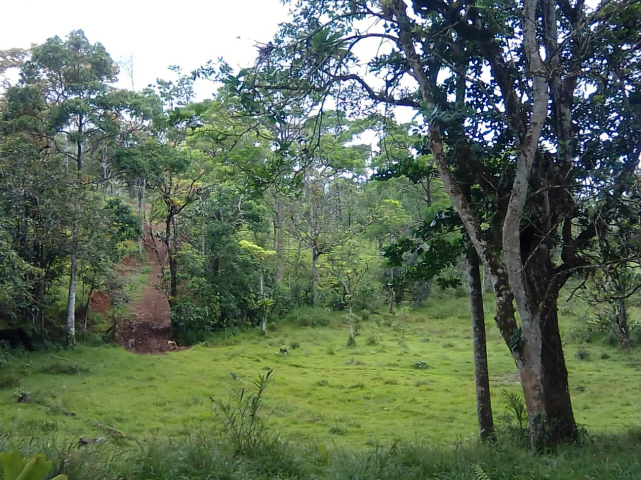 Cattle farm for sale in Aguas Claras with 1 corral and enchanting views - Gallery image 11