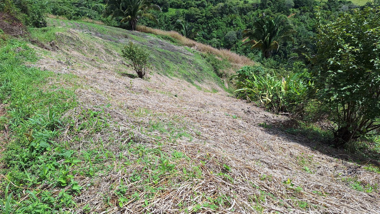 Spacious Lot For Sale In The Heart Of Pejibaye — Private Spring & Mountain Views - Gallery image 5