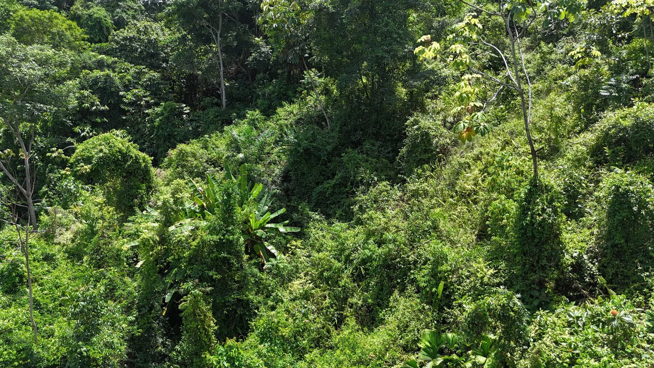 Exquisite Jungle property with Ocean View | Gated Community in Ojochal 3 - Gallery image 10