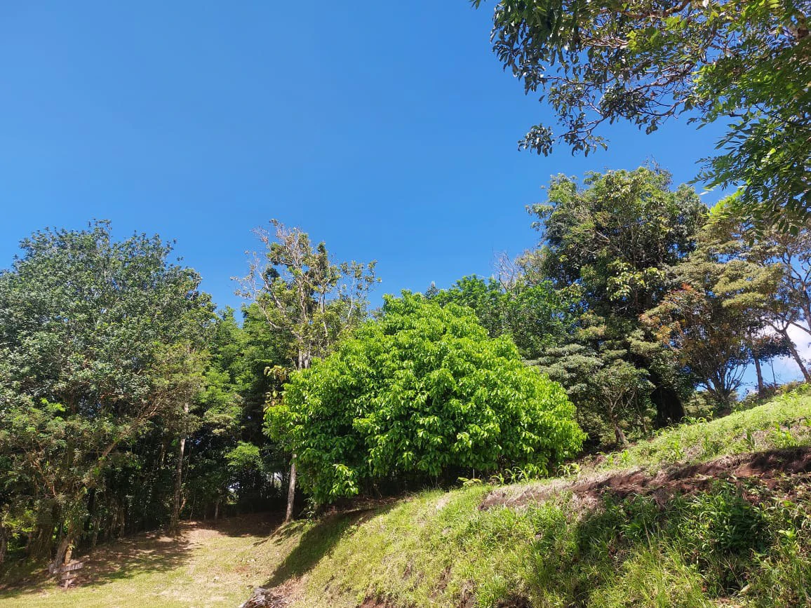 FINCA LA TEJONA - Gallery image 25