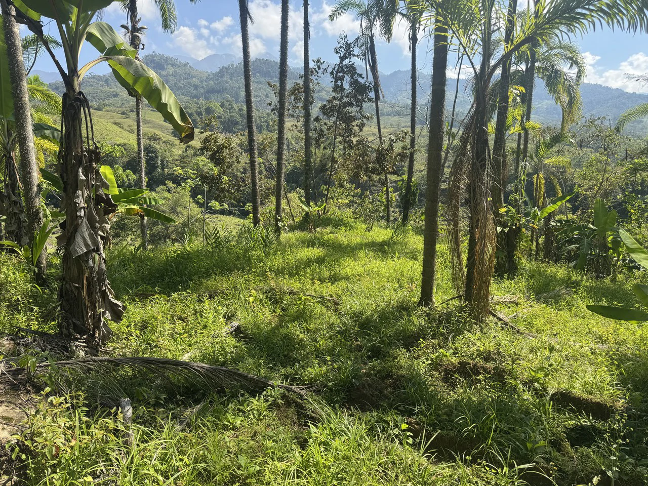 8 Acre Riverfront Sanctuary in San Pedrito Pérez Zeledón - Gallery image 25