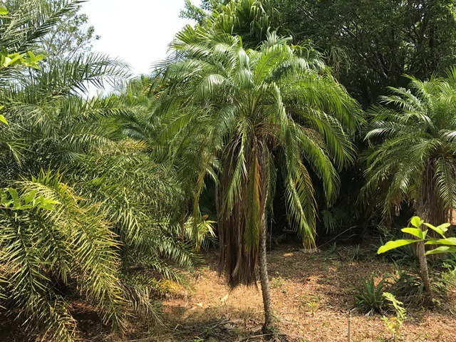 Great property in Santa Cruz: Excellent opportunity to develop in excellent location - Gallery image 6