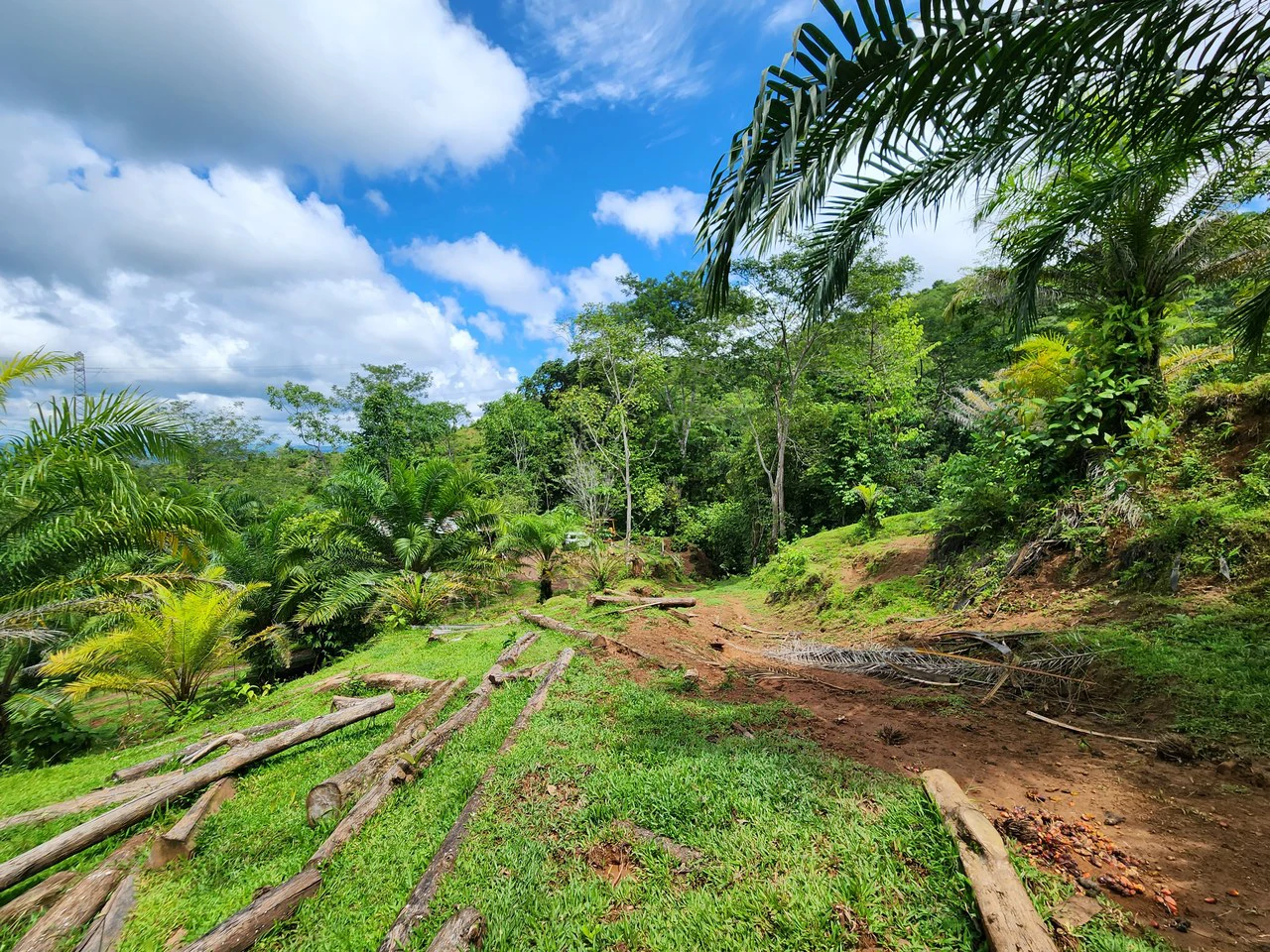 PRIME PARRITA FARM FOR SALE - Gallery image 4
