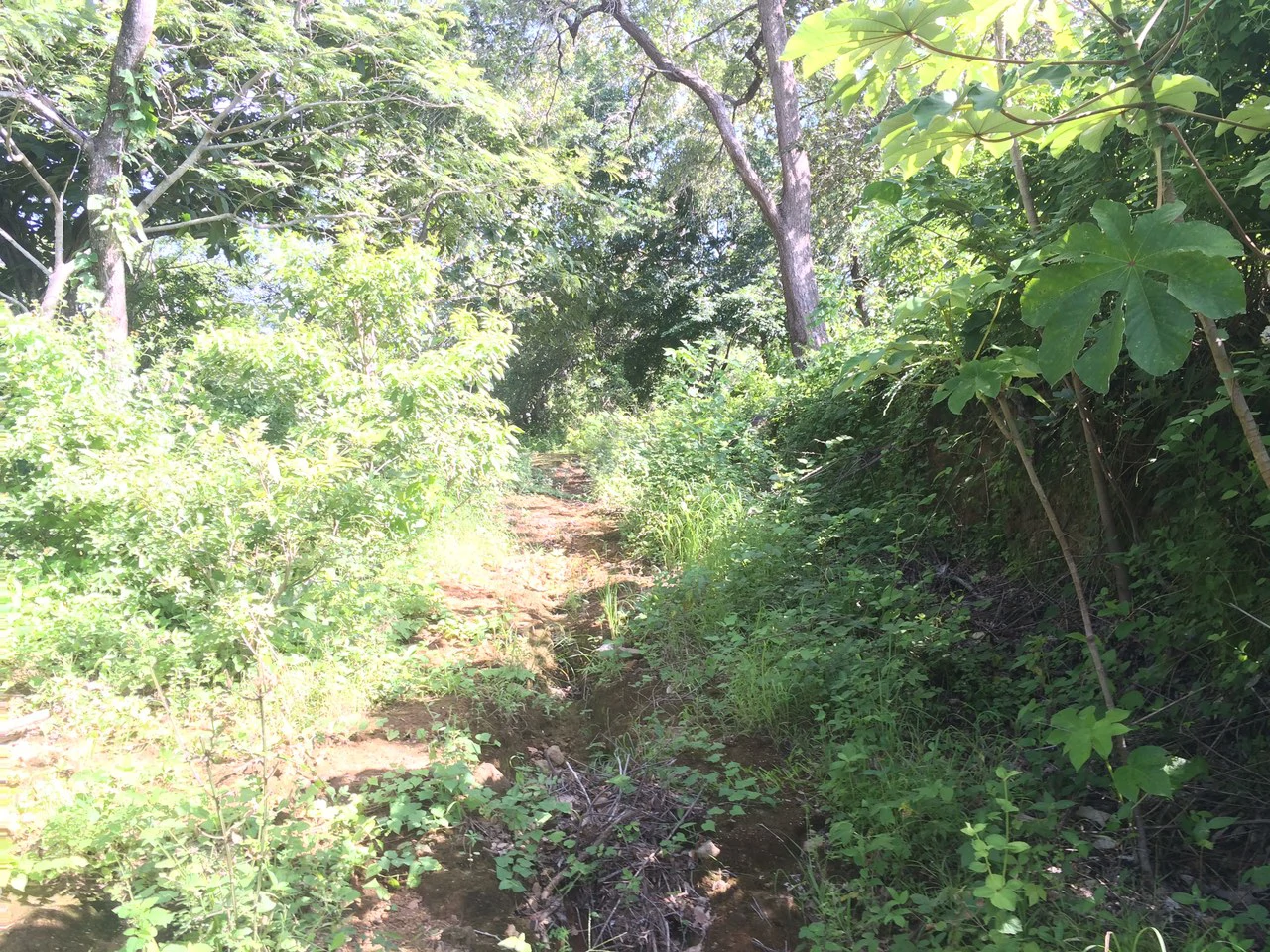 Finca de 31 hectáreas en Liberia: Great investment opportunity - Gallery image 7