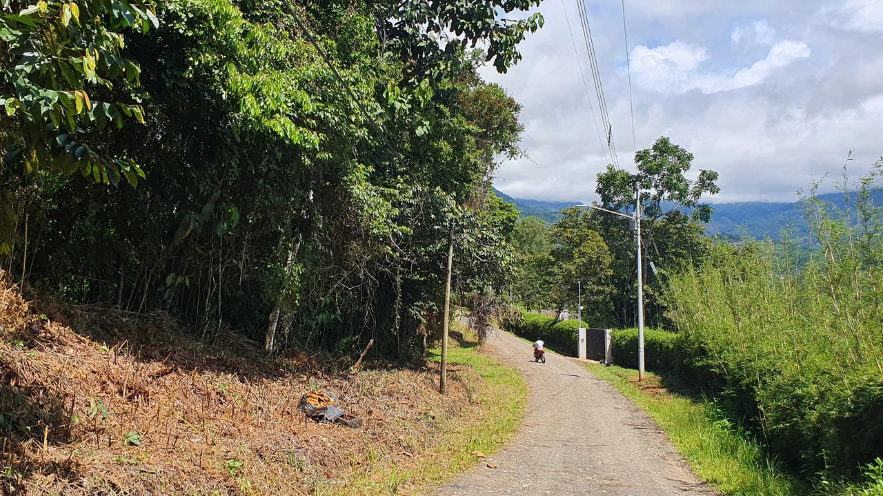 Property #1 with Bamboo Plantation, Development Opportunity (Residential, Hotel, and Industrial). - Gallery image 5