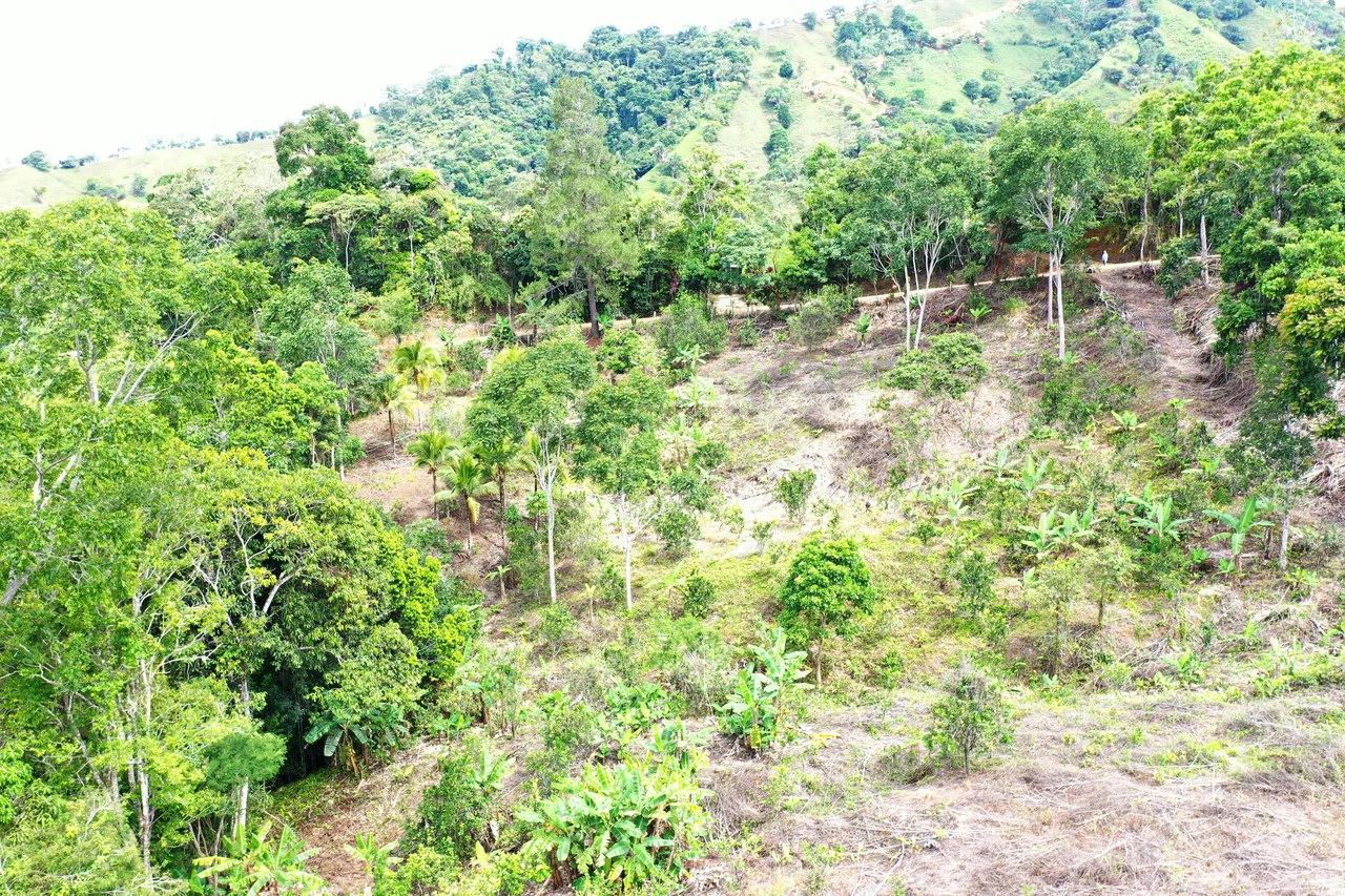4.6 Acre Tropical Fruit Farm with Elevated Homesite & Valley Views San Isidro - photo 18